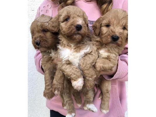 Labradoodle F1b